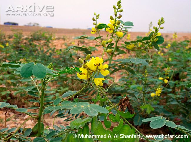 Senegal senna